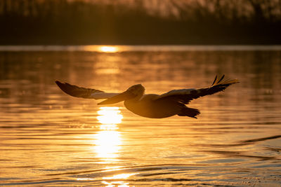 Silhouette bird flying over lake during sunset