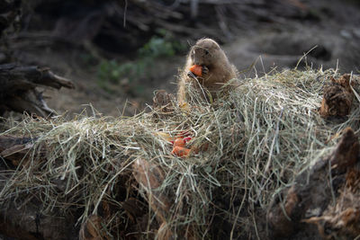 Close-up of birds in nest
