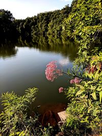 Scenic view of lake in forest against sky