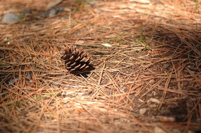 High angle view of pine cone on field