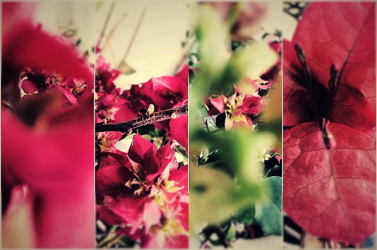 flower, pink color, leaf, fragility, close-up, red, plant, built structure, growth, focus on foreground, wall - building feature, architecture, nature, petal, selective focus, house, auto post production filter, indoors, day, no people