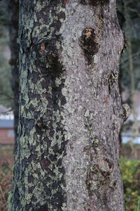 Close-up of lizard on tree trunk