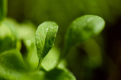 Fresh aromatic arugula herb, macro photo with dew water drops. home or kitchen gardening.