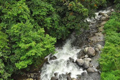 Scenic view of waterfall in forest