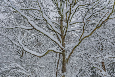 Bare tree in snow covered land