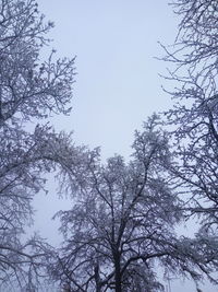 Low angle view of trees against clear sky