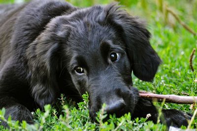 Close-up portrait of a dog