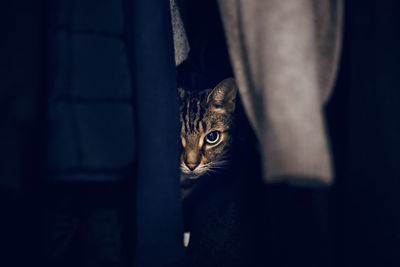 Funny scared tabby pet cat hiding in clothes at closet. adorable frightened kitten looking out.