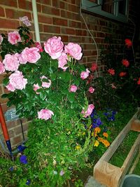 High angle view of pink flowering plants in yard