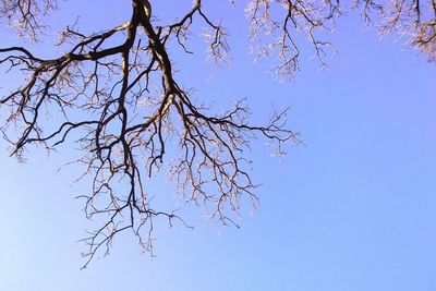 Low angle view of bare trees against clear blue sky