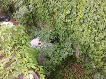 High angle view of cat amidst plants on field