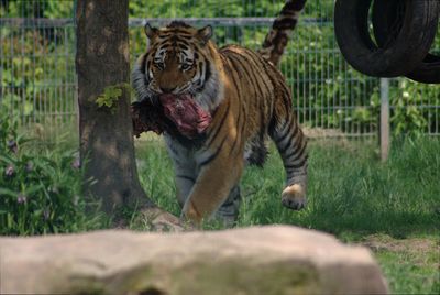 Tiger feeding in zoo