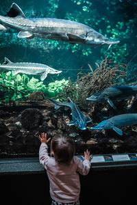 View of fish swimming in aquarium