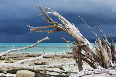 Driftwood on beach against sky