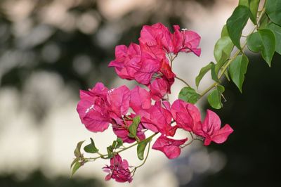 Close-up of pink flowers