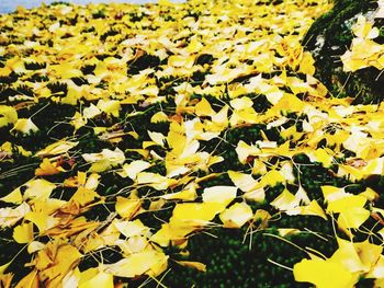 Close-up of yellow flowering plant on field