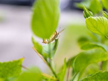 Close-up of insect on leaf