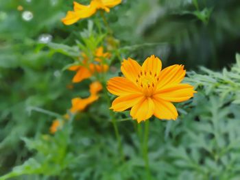 Close-up of orange flowering plant