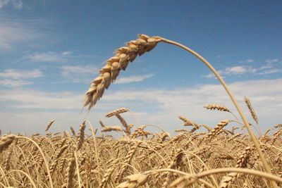 Close-up of wheat growing on field against sky