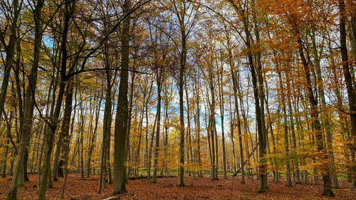 Trees growing in forest during autumn