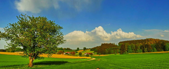 Trees on field against sky