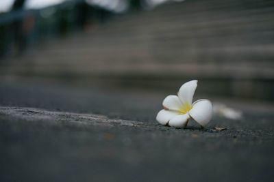 Close-up of white flowers blooming outdoors