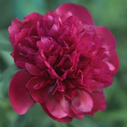 Close-up of pink dahlia