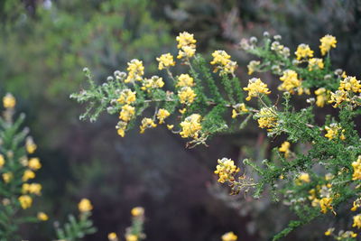 Close-up of yellow flowering plant