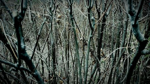 Full frame shot of tree branches