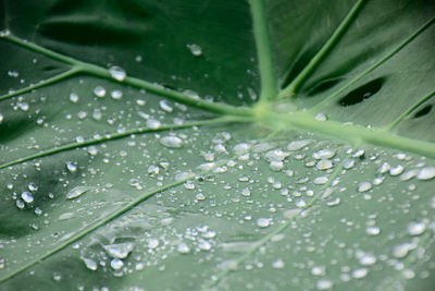 Full frame shot of wet leaves on rainy day