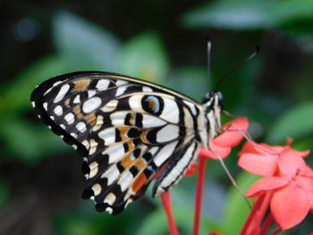 Close-up of butterfly pollinating on flower