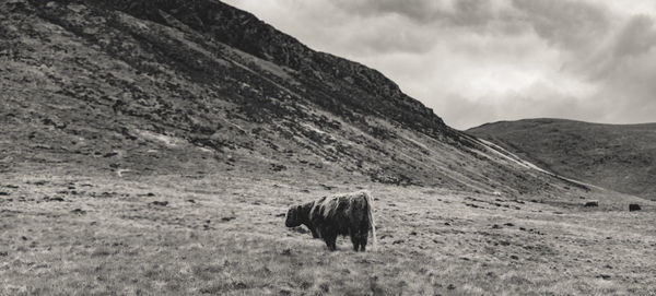 Black and white panoramic view of highland cow standing in the scottish hills