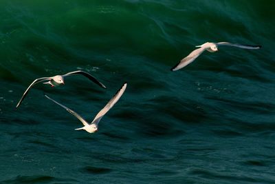 High angle view of swan swimming in lake