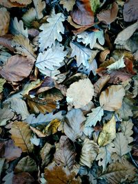 Full frame shot of dried autumn leaves