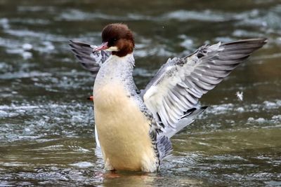 Close-up of duck swimming in lake