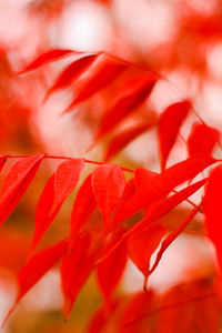 Close-up of red flowering plant