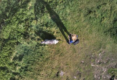 High angle view of woman with dog on grass