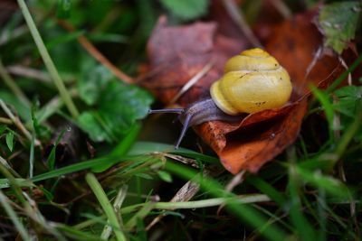 Close-up of snail on plant