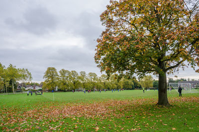 Trees in park during autumn