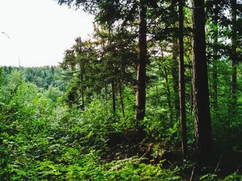 Trees in forest