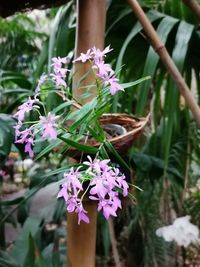Close-up of purple flowering plant