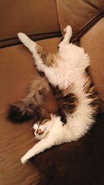 High angle view of cat resting on floor