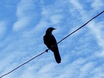 Low angle view of bird perching on cable against sky