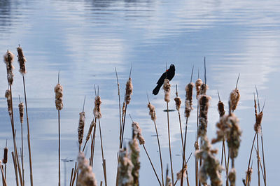 View of birds perching on lake