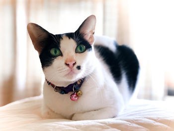 Close-up portrait of a cat