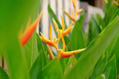 Close-up of orange flowering plant