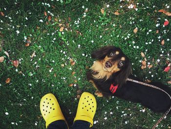 Low section of man standing with dachshund on grassy field in park