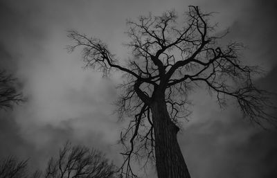 Low angle view of bare trees against sky