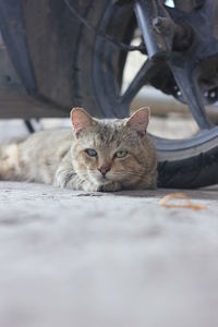 Portrait of a cat resting outdoors, one eye cataract