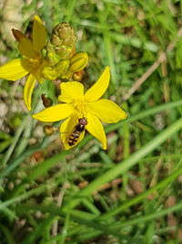 Close-up of bee on yellow flower